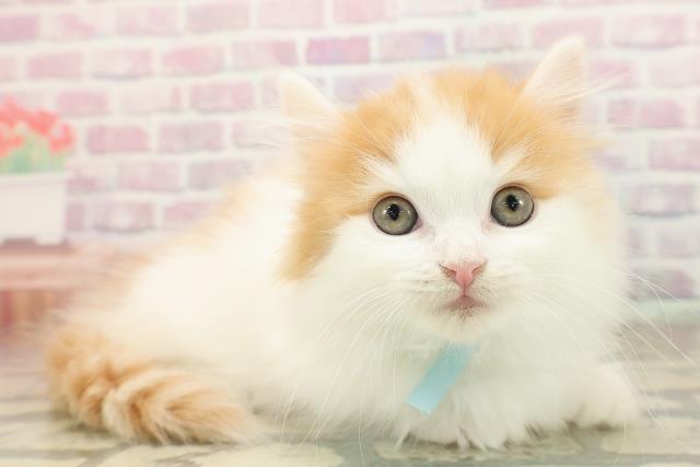 東京都のミヌエット (Coo&RIKU新宿三丁目店/2025年8月29日生まれ/男の子/レッドホワイトタン)の子猫の3枚目の画像