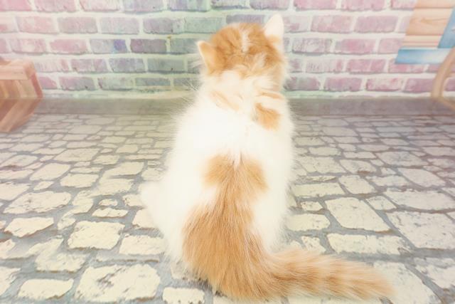 東京都のミヌエット (Coo&RIKU新宿三丁目店/2025年8月29日生まれ/男の子/レッドホワイトタン)の子猫の4枚目の画像