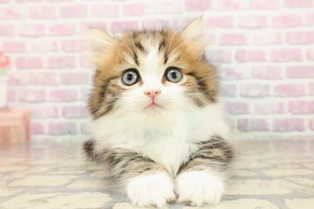 東京都のミヌエット (Coo&RIKU三軒茶屋店/2025年8月29日生まれ/男の子/ブラウンタビーホワイト)の子猫の1枚目の画像