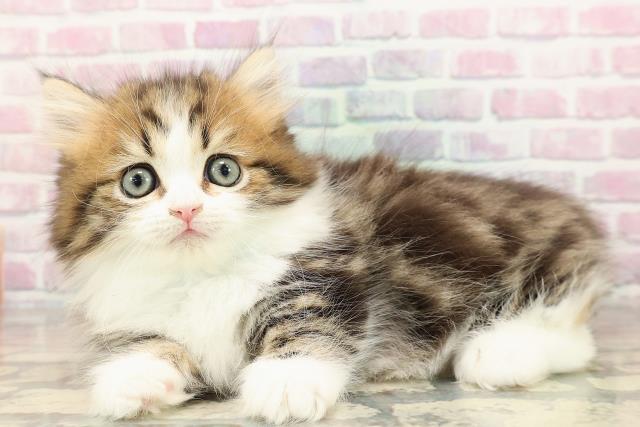 東京都のミヌエット (Coo&RIKU三軒茶屋店/2025年8月29日生まれ/男の子/ブラウンタビーホワイト)の子猫の2枚目の画像