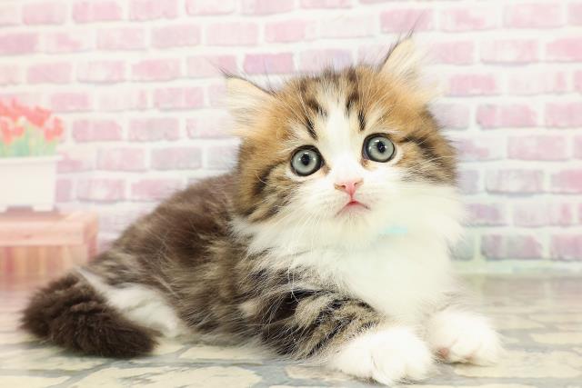 東京都のミヌエット (Coo&RIKU三軒茶屋店/2025年8月29日生まれ/男の子/ブラウンタビーホワイト)の子猫の3枚目の画像