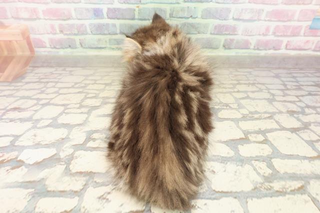 東京都のミヌエット (Coo&RIKU三軒茶屋店/2025年8月29日生まれ/男の子/ブラウンタビーホワイト)の子猫の4枚目の画像