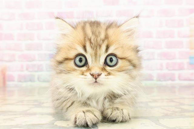 ミヌエット(長足)