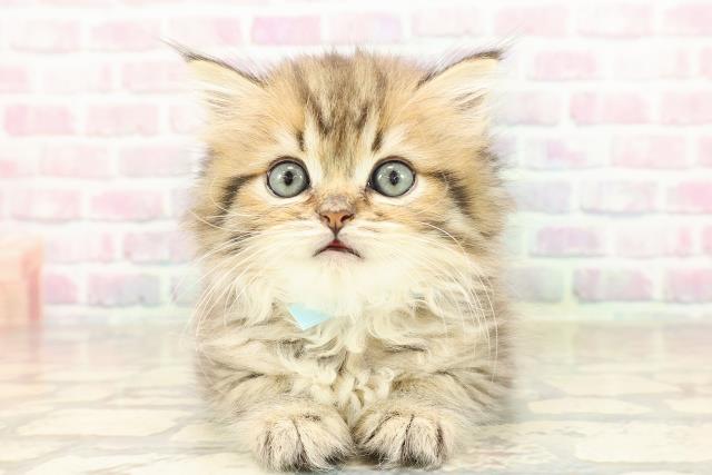 栃木県のミヌエット (Coo&RIKU宇都宮店/2025年8月31日生まれ/男の子/ブラウンタビー)の子猫