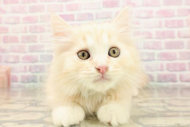 埼玉県のスコティッシュフォールド (Coo&RIKUアニマルケアセンター大宮/2025年8月19日生まれ/男の子/クリームタビー)の子猫