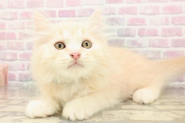 埼玉県のスコティッシュフォールド (Coo&RIKUアニマルケアセンター大宮/2025年8月19日生まれ/男の子/クリームタビー)の子猫の2枚目の画像