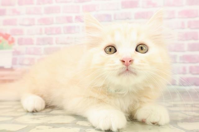 埼玉県のスコティッシュフォールド (Coo&RIKUアニマルケアセンター大宮/2025年8月19日生まれ/男の子/クリームタビー)の子猫の3枚目の画像