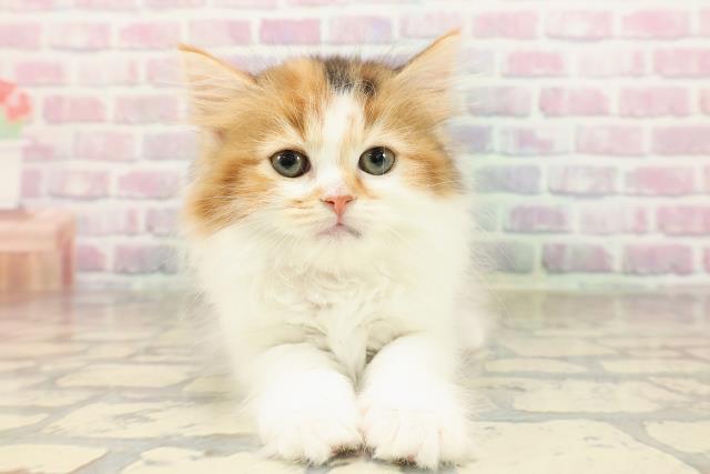 東京都のサイベリアン (Coo&RIKU広尾店/2025年8月28日生まれ/女の子/キャリコ)の子猫の1枚目の画像