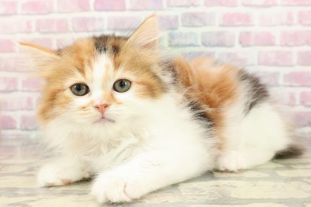 東京都のサイベリアン (Coo&RIKU広尾店/2025年8月28日生まれ/女の子/キャリコ)の子猫の2枚目の画像