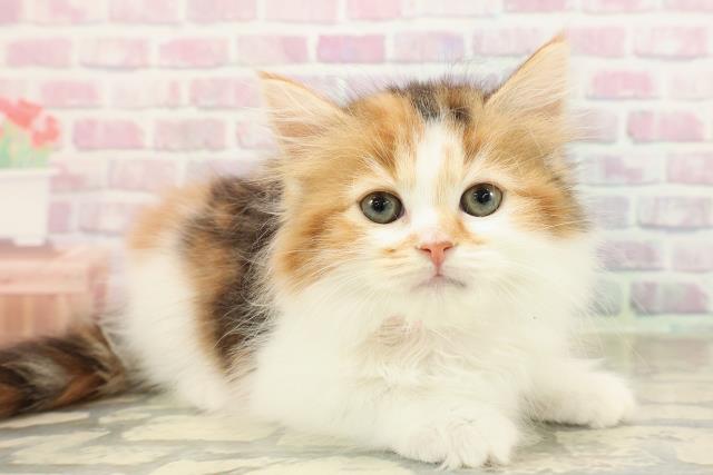 東京都のサイベリアン (Coo&RIKU広尾店/2025年8月28日生まれ/女の子/キャリコ)の子猫の3枚目の画像