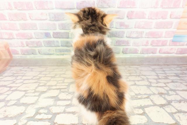 東京都のサイベリアン (Coo&RIKU広尾店/2025年8月28日生まれ/女の子/キャリコ)の子猫の4枚目の画像