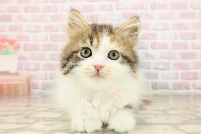 東京都のサイベリアン (Coo&RIKU秋葉原店/2025年8月28日生まれ/女の子/キャリコ)の子猫の1枚目の画像