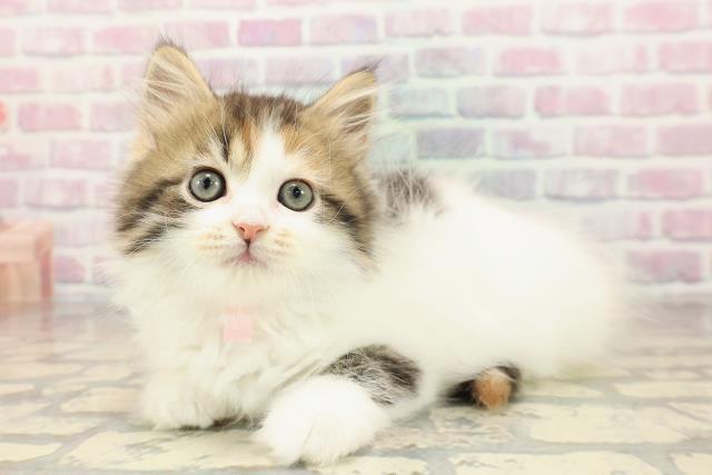 東京都のサイベリアン (Coo&RIKU秋葉原店/2025年8月28日生まれ/女の子/キャリコ)の子猫の2枚目の画像