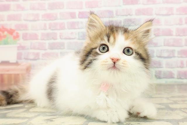 東京都のサイベリアン (Coo&RIKU秋葉原店/2025年8月28日生まれ/女の子/キャリコ)の子猫の3枚目の画像