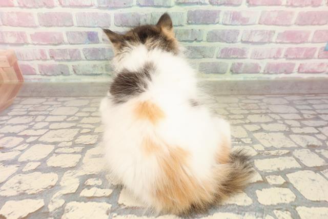 東京都のサイベリアン (Coo&RIKU秋葉原店/2025年8月28日生まれ/女の子/キャリコ)の子猫の4枚目の画像