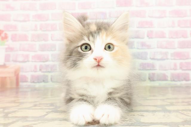 東京都のサイベリアン (Coo&RIKU自由が丘店/2025年8月30日生まれ/女の子/ブルーパッチドタビーホワイト)の子猫の1枚目の画像