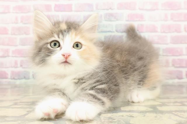 東京都のサイベリアン (Coo&RIKU自由が丘店/2025年8月30日生まれ/女の子/ブルーパッチドタビーホワイト)の子猫の2枚目の画像