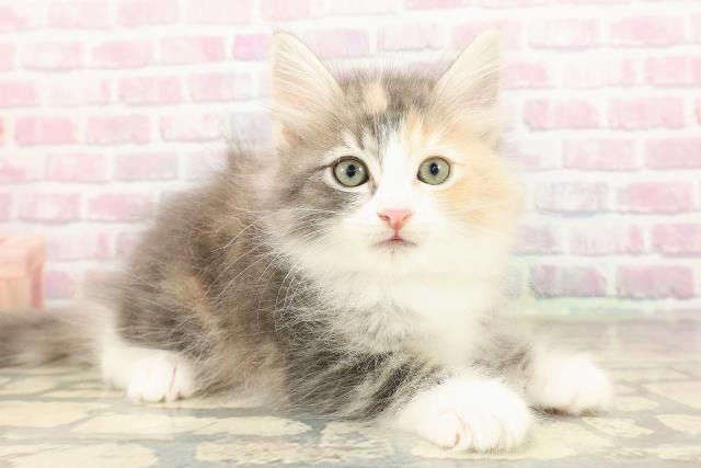 東京都のサイベリアン (Coo&RIKU自由が丘店/2025年8月30日生まれ/女の子/ブルーパッチドタビーホワイト)の子猫の3枚目の画像