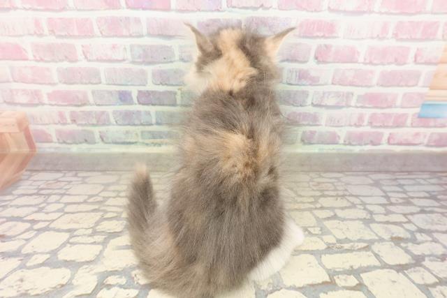 東京都のサイベリアン (Coo&RIKU自由が丘店/2025年8月30日生まれ/女の子/ブルーパッチドタビーホワイト)の子猫の4枚目の画像