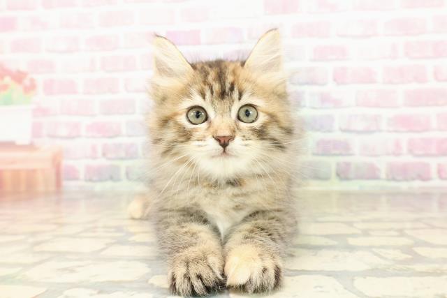 東京都のサイベリアン (Coo&RIKU新宿三丁目店/2025年8月30日生まれ/女の子/ブラウンパッチドタビー)の子猫の1枚目の画像
