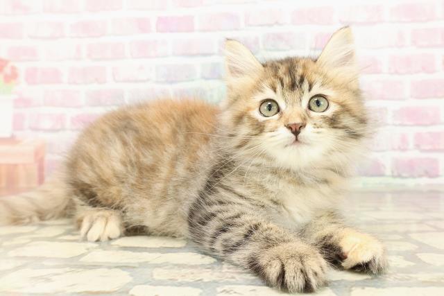 東京都のサイベリアン (Coo&RIKU新宿三丁目店/2025年8月30日生まれ/女の子/ブラウンパッチドタビー)の子猫の3枚目の画像