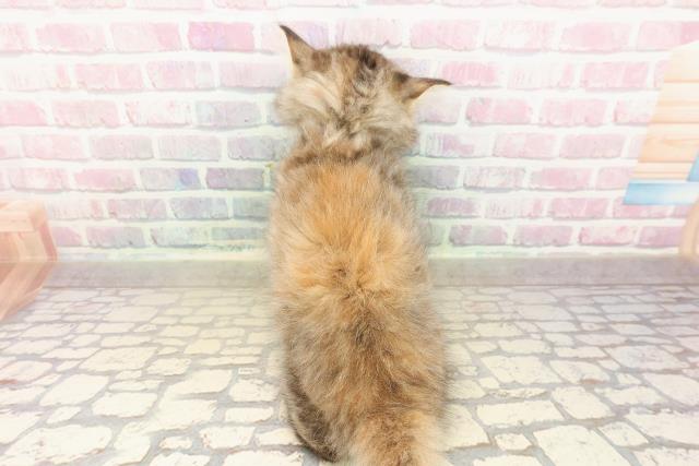 東京都のサイベリアン (Coo&RIKU新宿三丁目店/2025年8月30日生まれ/女の子/ブラウンパッチドタビー)の子猫の4枚目の画像