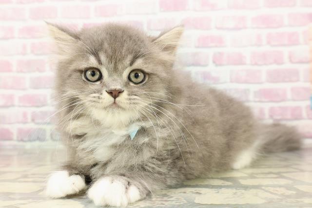 千葉県のミヌエット (Coo&RIKU流山店/2025年8月28日生まれ/男の子/ブルータビーホワイト)の子猫の2枚目の画像