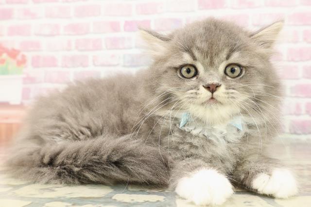 千葉県のミヌエット (Coo&RIKU流山店/2025年8月28日生まれ/男の子/ブルータビーホワイト)の子猫の3枚目の画像