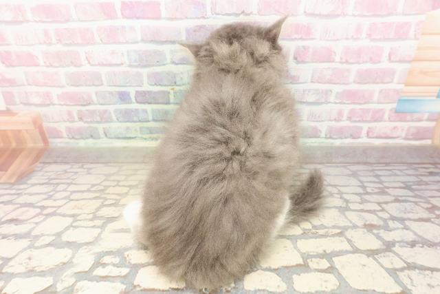 千葉県のミヌエット (Coo&RIKU流山店/2025年8月28日生まれ/男の子/ブルータビーホワイト)の子猫の4枚目の画像