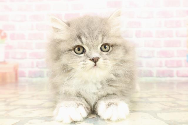 埼玉県のミヌエット (Coo&RIKUアニマルケアセンター大宮/2025年8月28日生まれ/男の子/ブルータビーホワイト)の子猫