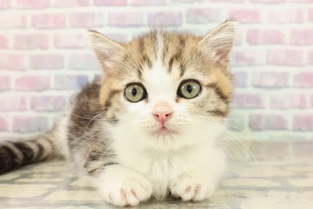 東京都のミヌエット (Coo&RIKU池袋西口店/2025年8月20日生まれ/男の子/ブラウンタビーホワイト)の子猫の1枚目の画像