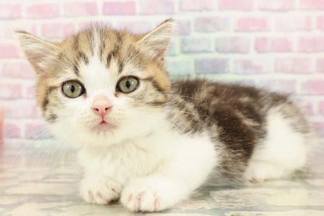 東京都のミヌエット (Coo&RIKU池袋西口店/2025年8月20日生まれ/男の子/ブラウンタビーホワイト)の子猫の2枚目の画像