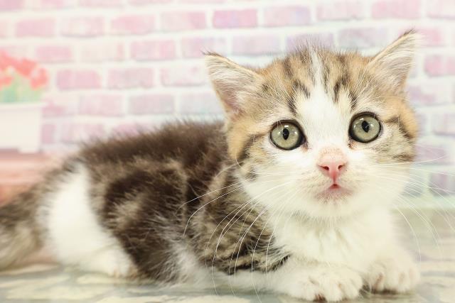 東京都のミヌエット (Coo&RIKU池袋西口店/2025年8月20日生まれ/男の子/ブラウンタビーホワイト)の子猫の3枚目の画像