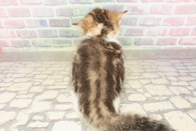 東京都のミヌエット (Coo&RIKU池袋西口店/2025年8月20日生まれ/男の子/ブラウンタビーホワイト)の子猫の4枚目の画像