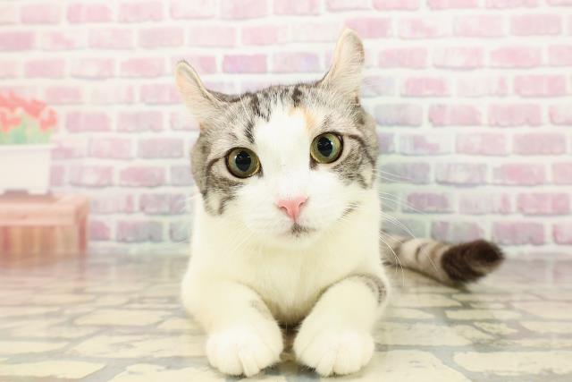 東京都のアメリカンカール (Coo&RIKU江戸川店/2025年3月26日生まれ/女の子/シルバーパッチドタビーホワイト)の子猫の1枚目の画像