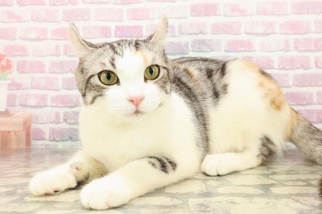 東京都のアメリカンカール (Coo&RIKU江戸川店/2025年3月26日生まれ/女の子/シルバーパッチドタビーホワイト)の子猫の2枚目の画像