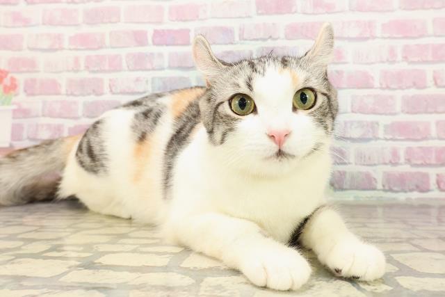 東京都のアメリカンカール (Coo&RIKU江戸川店/2025年3月26日生まれ/女の子/シルバーパッチドタビーホワイト)の子猫の3枚目の画像