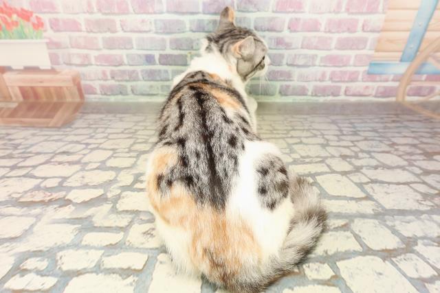 東京都のアメリカンカール (Coo&RIKU江戸川店/2025年3月26日生まれ/女の子/シルバーパッチドタビーホワイト)の子猫の4枚目の画像