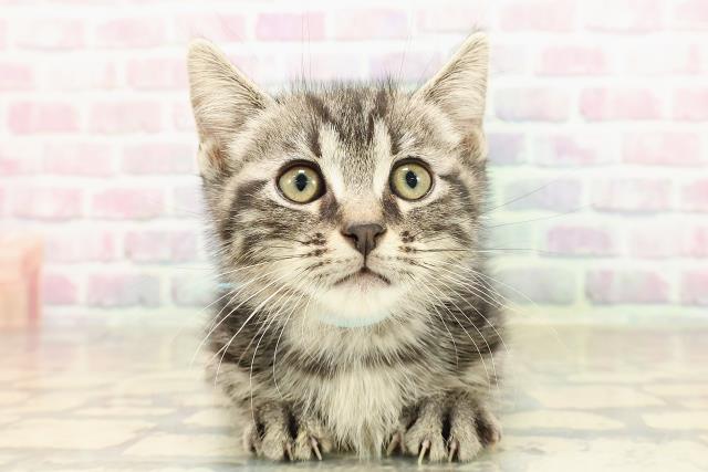 東京都のキンカロー (Coo&RIKU八王子西店/2025年8月28日生まれ/男の子/ブラウンタビー)の子猫の1枚目の画像