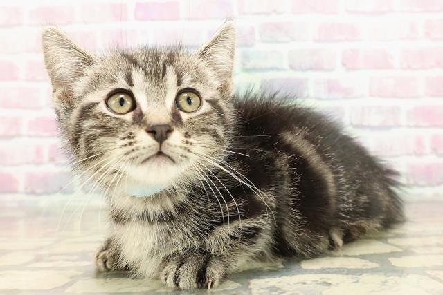 東京都のキンカロー (Coo&RIKU八王子西店/2025年8月28日生まれ/男の子/ブラウンタビー)の子猫の2枚目の画像