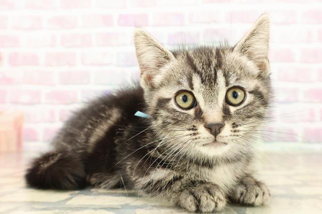 東京都のキンカロー (Coo&RIKU八王子西店/2025年8月28日生まれ/男の子/ブラウンタビー)の子猫の3枚目の画像