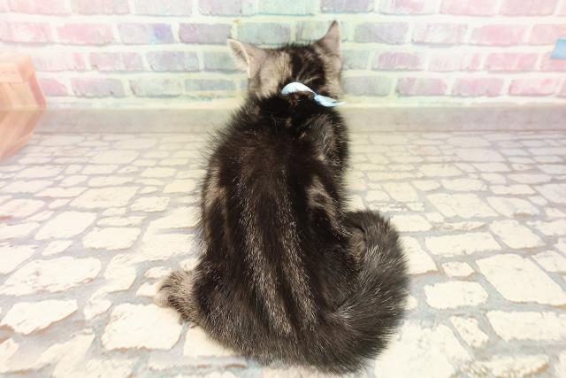 東京都のキンカロー (Coo&RIKU八王子西店/2025年8月28日生まれ/男の子/ブラウンタビー)の子猫の4枚目の画像