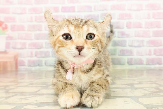 東京都のアメリカンカール (Coo&RIKU足立本店/2025年8月26日生まれ/女の子/ブラウンパッチドタビー)の子猫