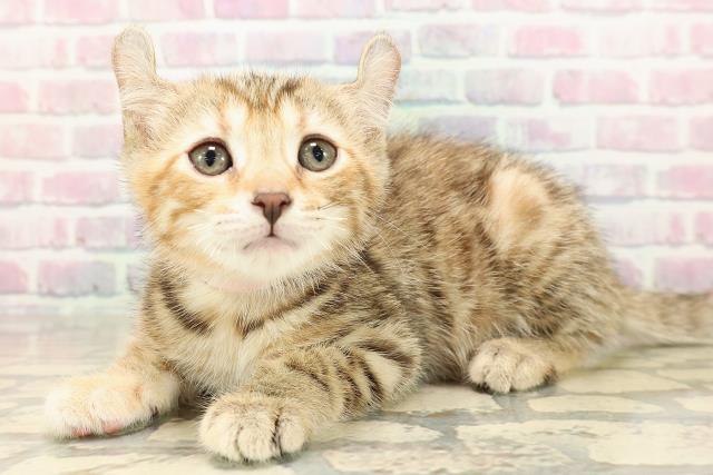 東京都のアメリカンカール (Coo&RIKU足立本店/2025年8月26日生まれ/女の子/ブラウンパッチドタビー)の子猫の2枚目の画像