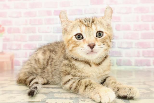 東京都のアメリカンカール (Coo&RIKU足立本店/2025年8月26日生まれ/女の子/ブラウンパッチドタビー)の子猫の3枚目の画像