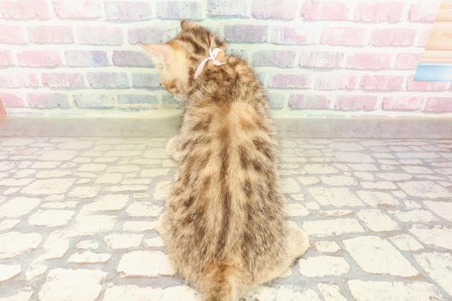 東京都のアメリカンカール (Coo&RIKU足立本店/2025年8月26日生まれ/女の子/ブラウンパッチドタビー)の子猫の4枚目の画像