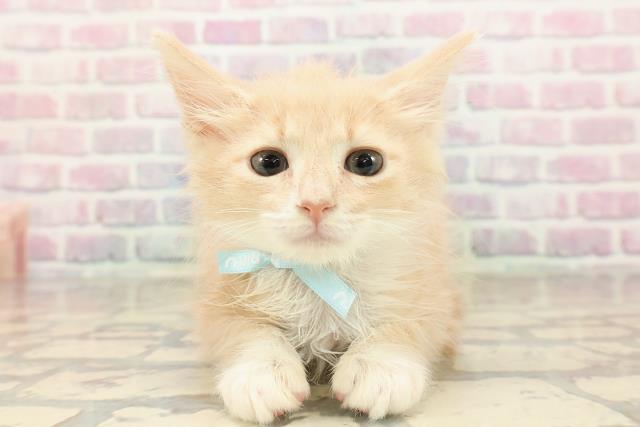 東京都のノルウェージャンフォレストキャット (Coo&RIKU江戸川店/2025年8月6日生まれ/男の子/クリームタビーホワイト)の子猫の1枚目の画像