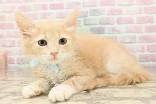 東京都のノルウェージャンフォレストキャット (Coo&RIKU江戸川店/2025年8月6日生まれ/男の子/クリームタビーホワイト)の子猫の2枚目の画像