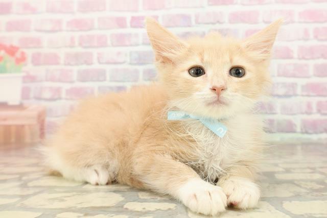 東京都のノルウェージャンフォレストキャット (Coo&RIKU江戸川店/2025年8月6日生まれ/男の子/クリームタビーホワイト)の子猫の3枚目の画像