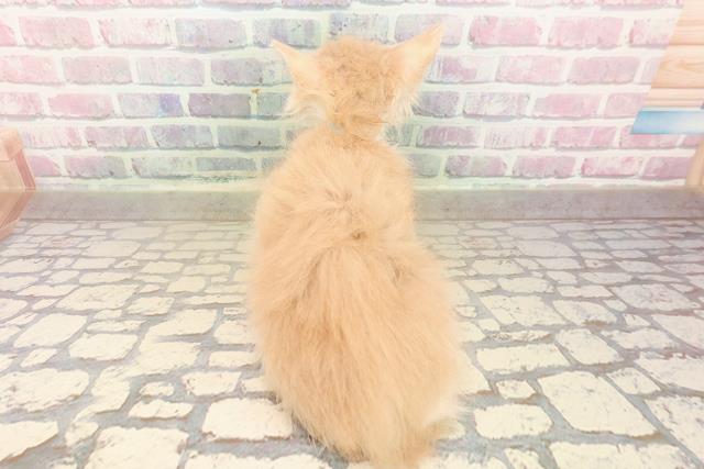 東京都のノルウェージャンフォレストキャット (Coo&RIKU江戸川店/2025年8月6日生まれ/男の子/クリームタビーホワイト)の子猫の4枚目の画像